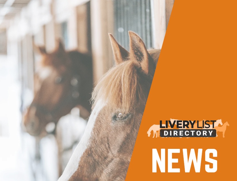 WHW Calls for Improved Laws to Protect Europe’s 7M Horses