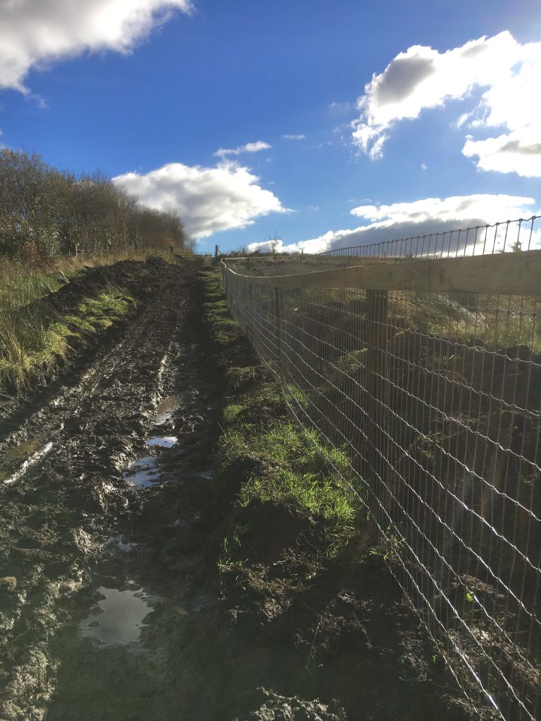 Birch Equine Rehabilitation