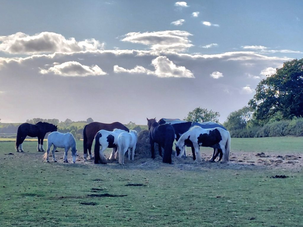 Friars Hill Riding Stables