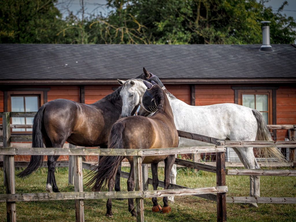 Liveries at Equestrian Heights