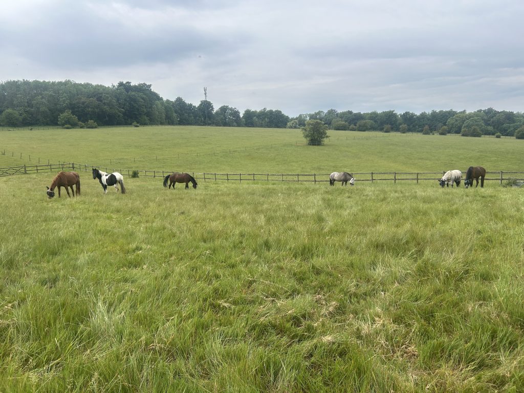 COR Equine Full and Retirement Grass Livery