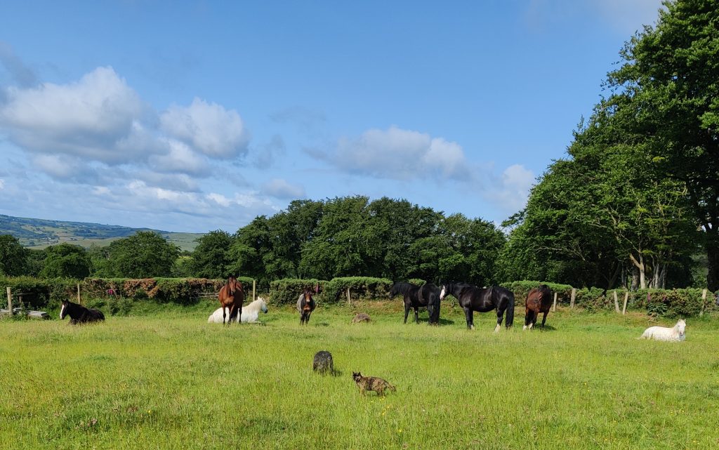 Bitless Equestrian Centre