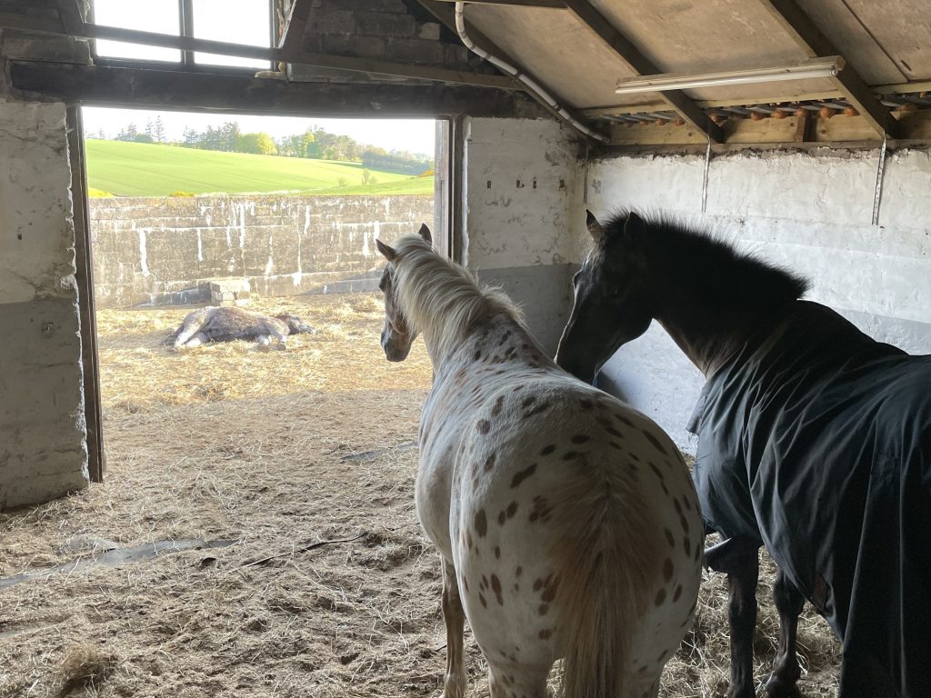 Green Havens Livery Centre