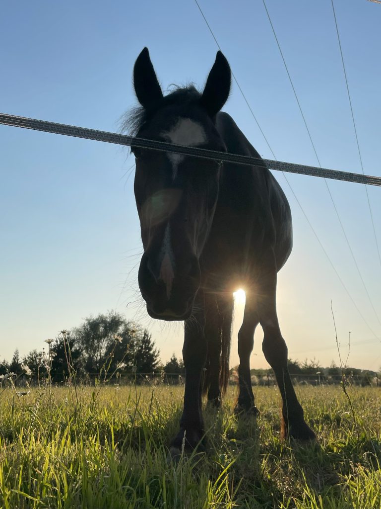 Belvoir Equine Retreat