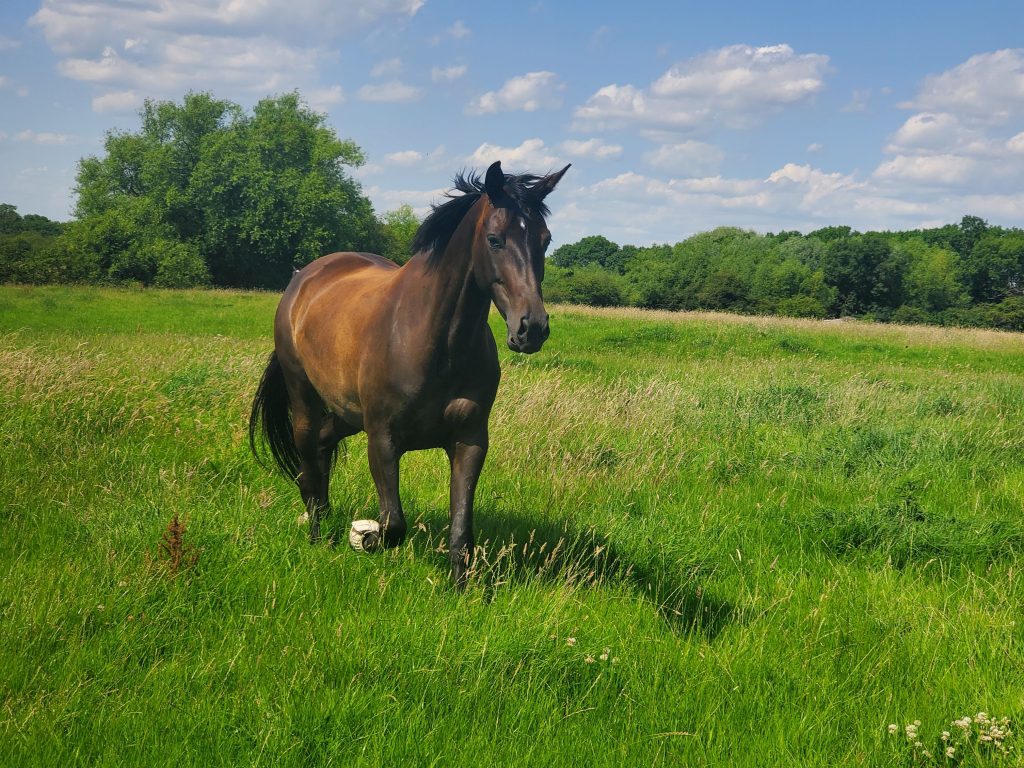 No Pressure L & A Retirement Livery