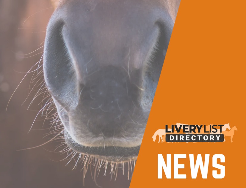 New Report Reveals How Strangles Spreads Among UK Horses