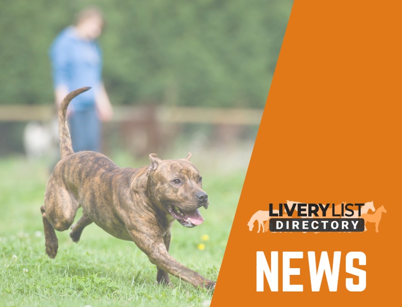 Campaign to Protect Horses and Riders from Loose Dogs Gains Political Backing