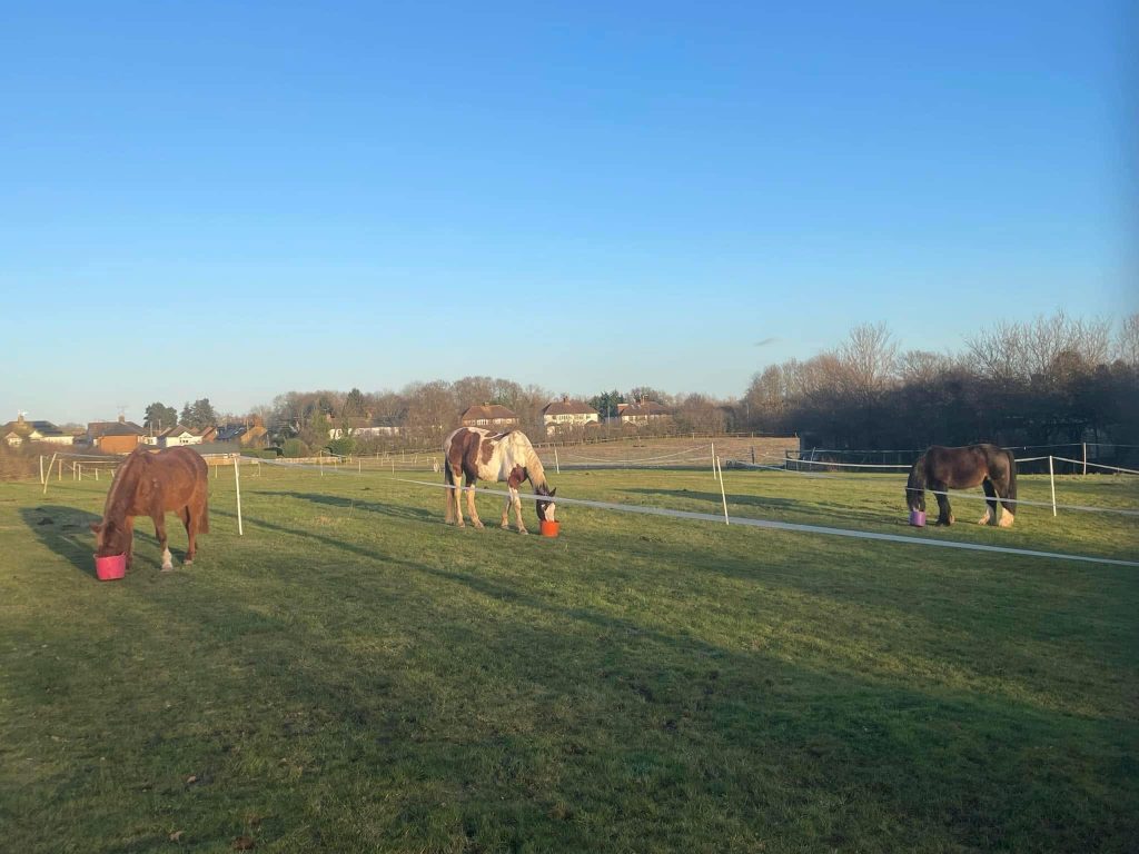 Full Grass Livery- Elm Farm Stables