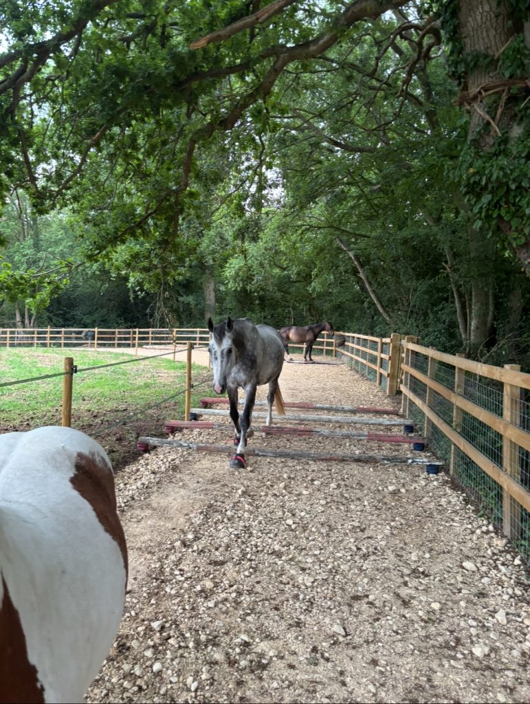 Magnolia Track Livery