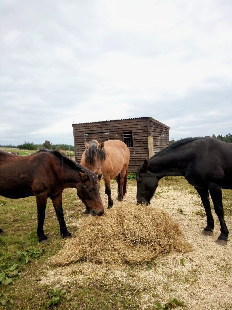 Dunduin Retirement Livery