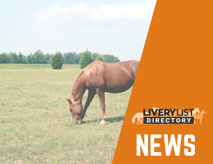 New Research Reveals How Equine Management Influences Tapeworm Infections