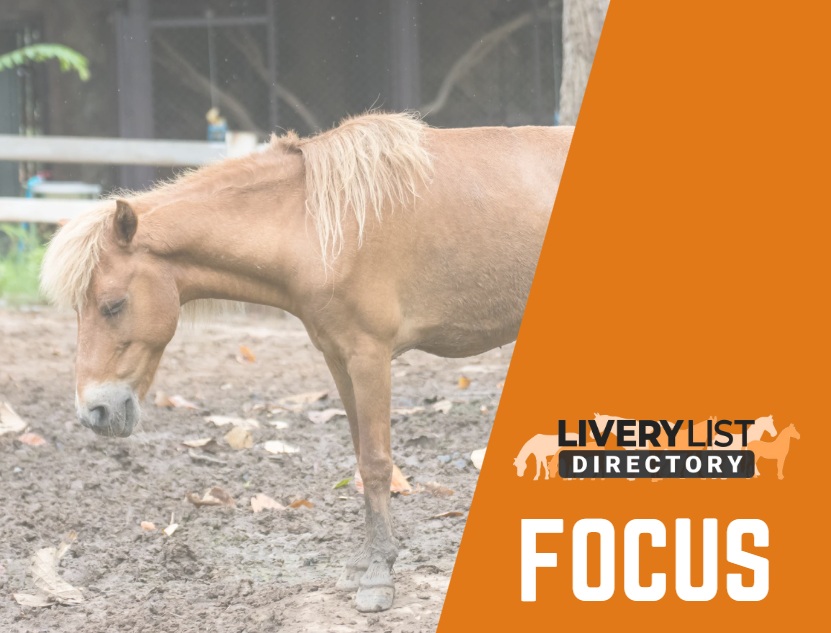 Understanding Disease Surveillance: Why It Matters for Every Horse Owner