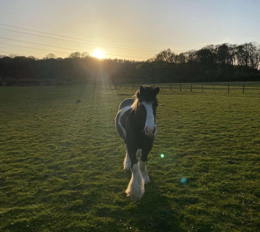 Burrows Lane Farm Equestrian Centre