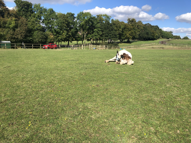 Shepherds Walk Epsom