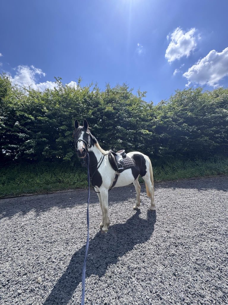 Dartmoor Natural Livery and Narrowmore Training