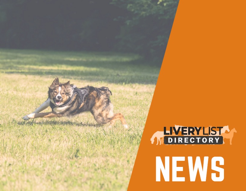 Stronger Legal Protection for Horses: Understanding the 2025 Livestock Worrying Law Changes