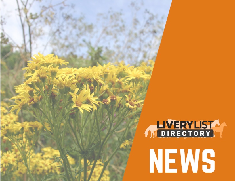 Ragwort Enforcement Rights Restored After 2025 Policy Reversal