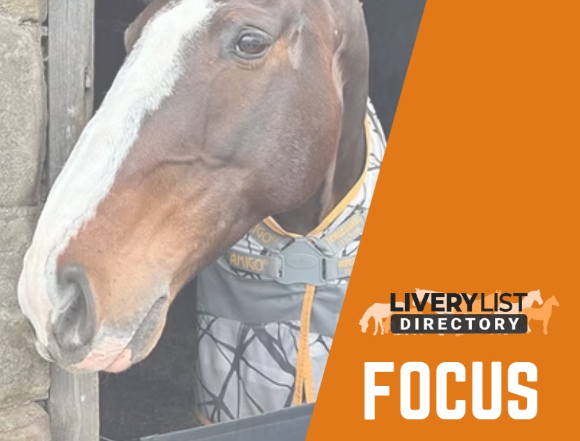 Managing Stable Vices During Winter: How to Keep Horses Calm and Healthy