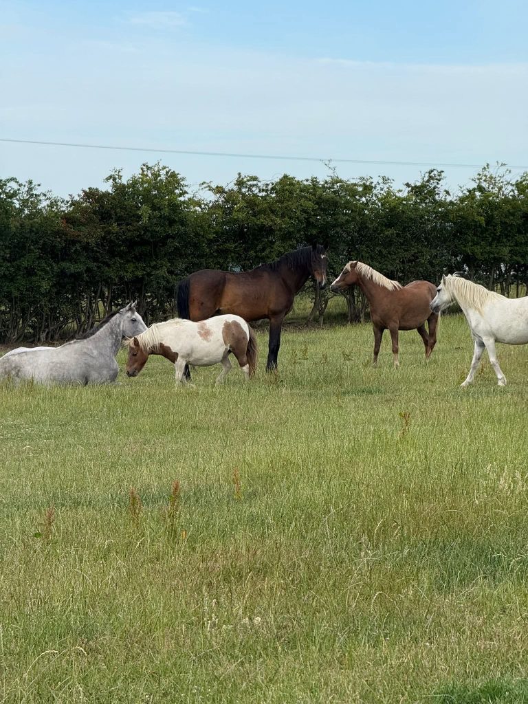 The Robinsons Retirement Ranch