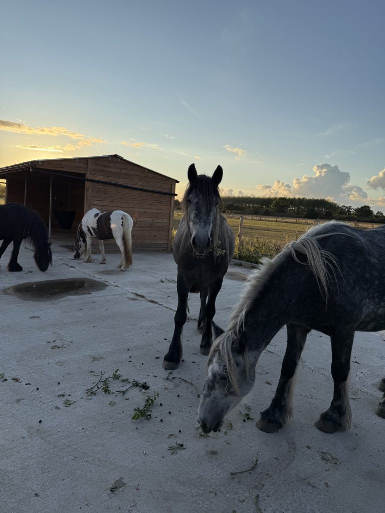 Saul Farm: Barefoot Friendly Track and Grass Living
