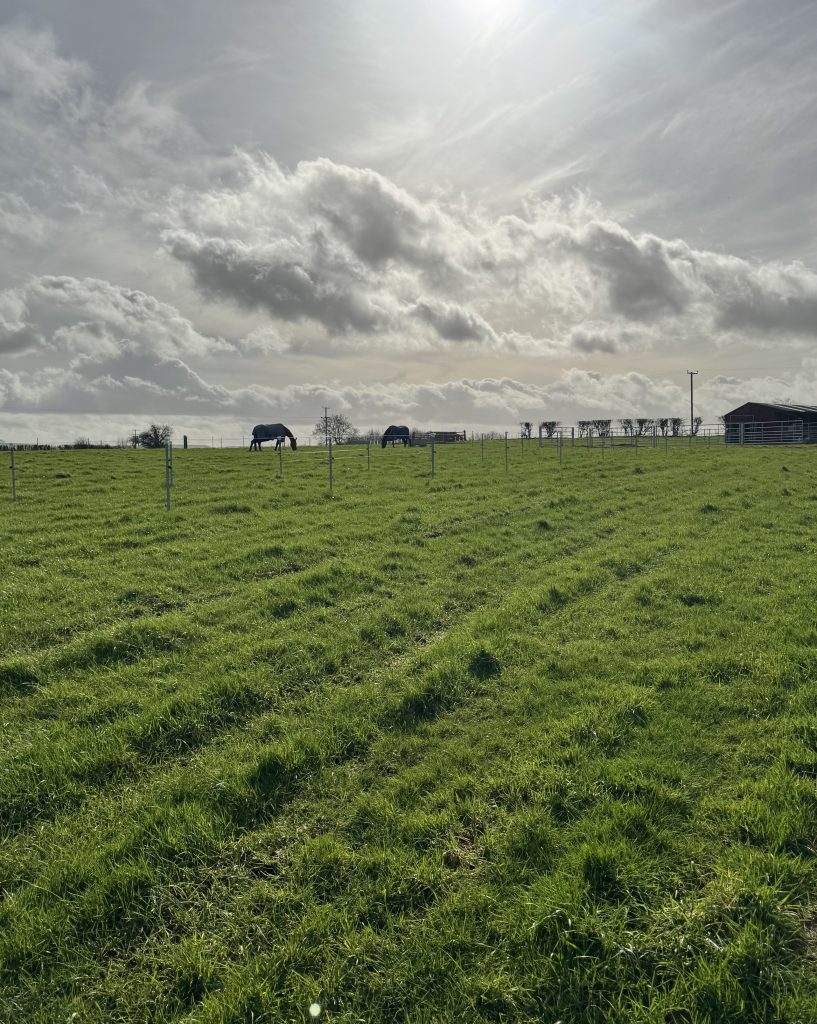 Livery at Great Thornham Farm