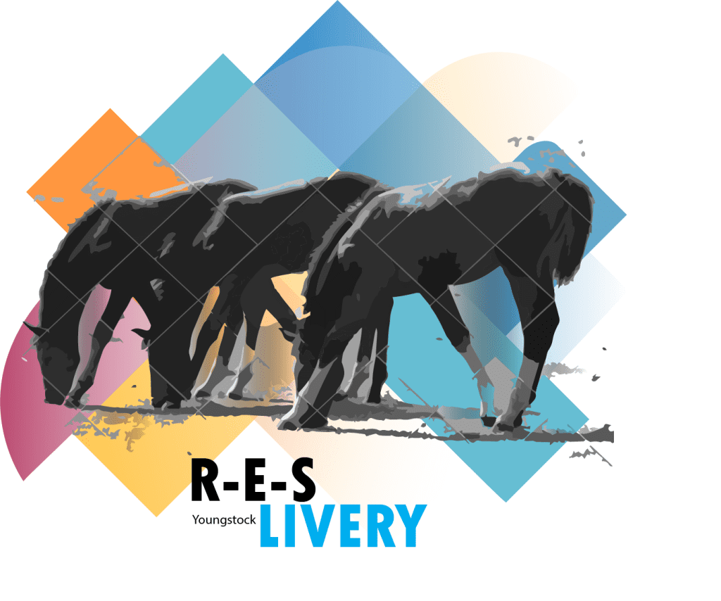 Youngstock and Yearling Livery