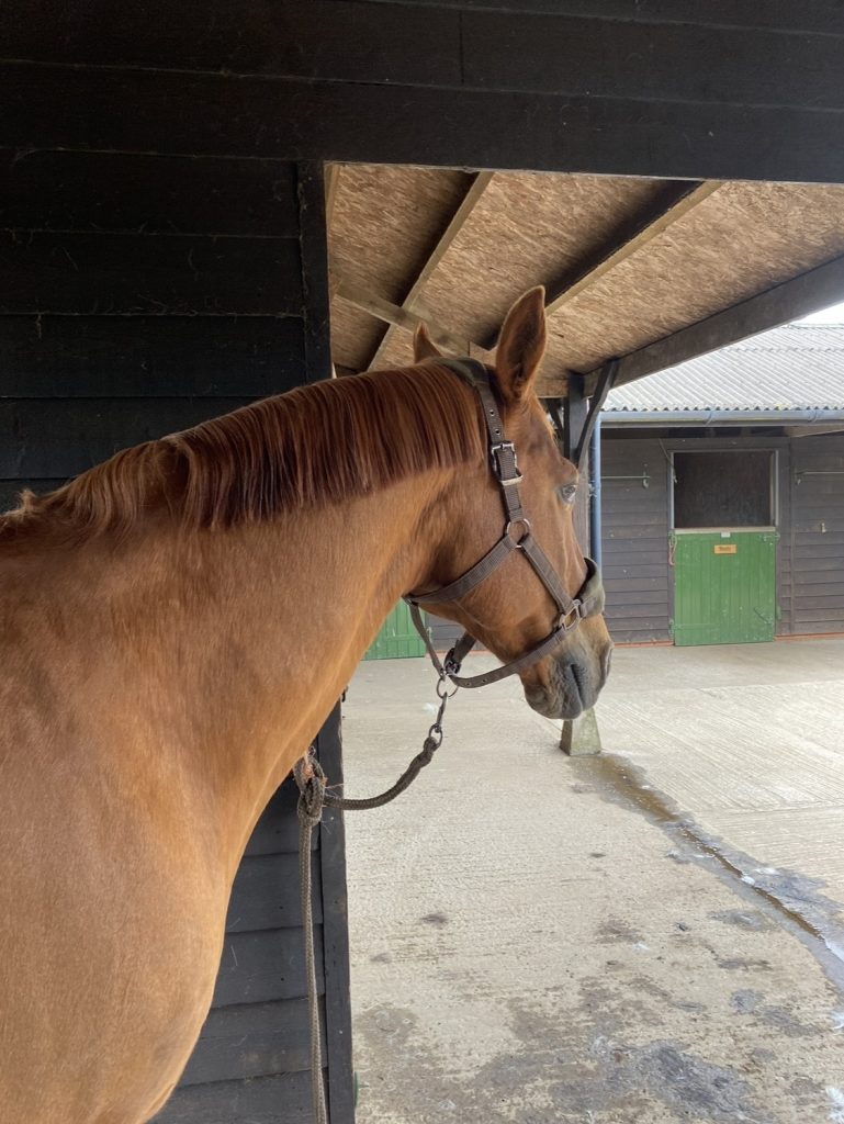 Freshfields Equestrian Centre Livery