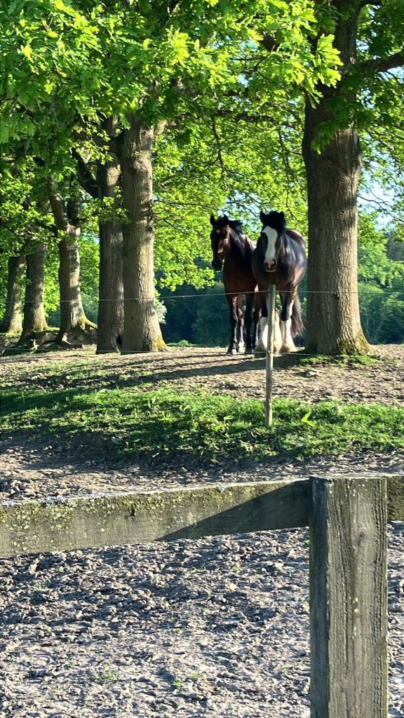 Toad Hall Equestrian Ltd