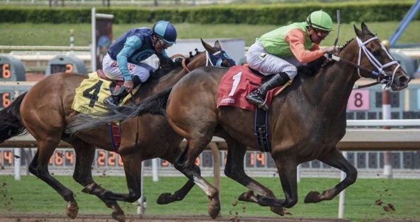 Horse racing participants