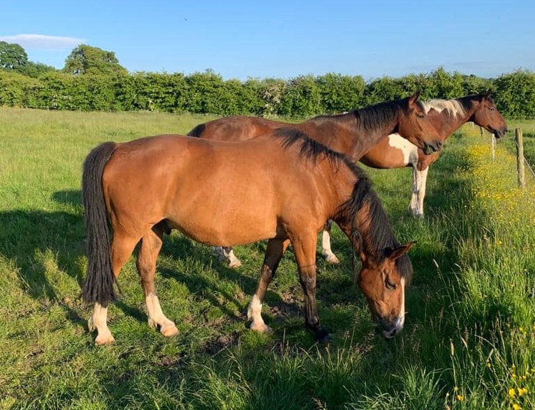 Equine Choices