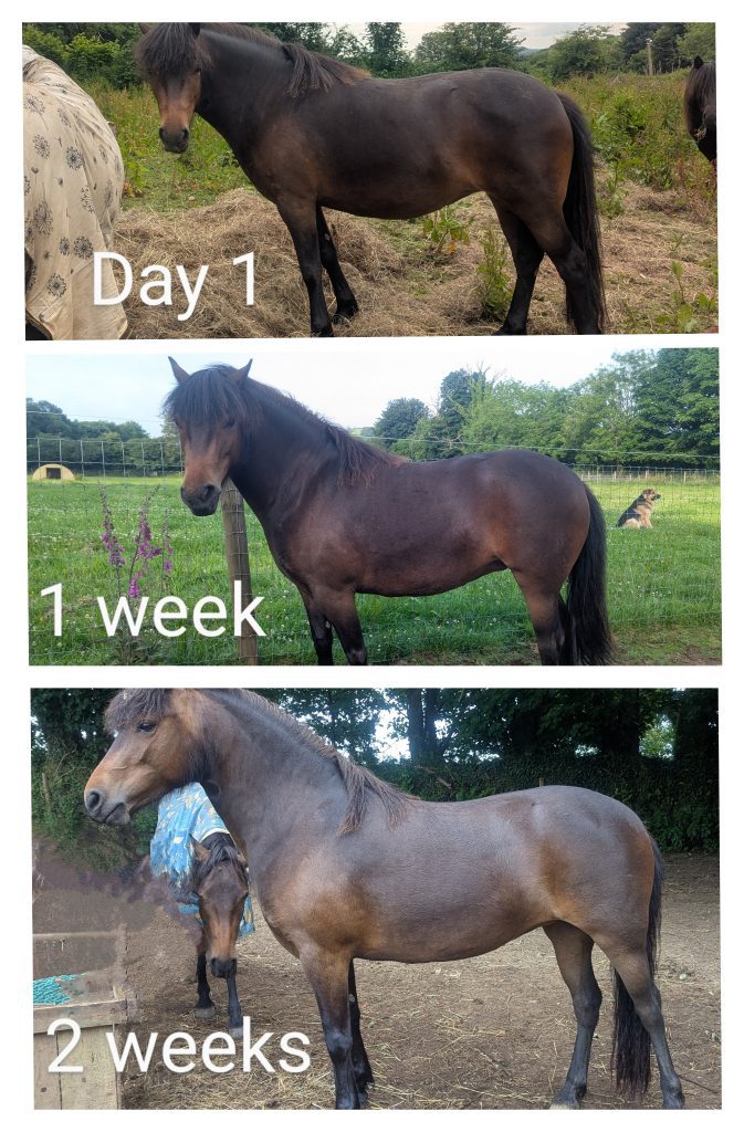 Springs Track Livery