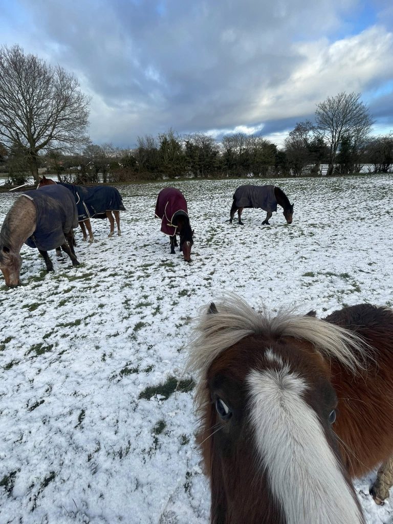 Newhaven Retirement Livery.