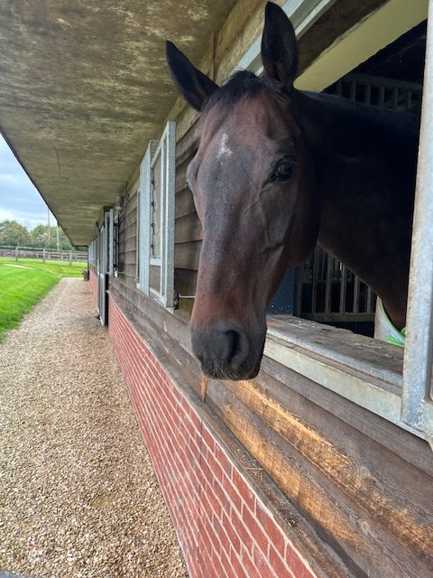 Liveries at Equestrian Heights