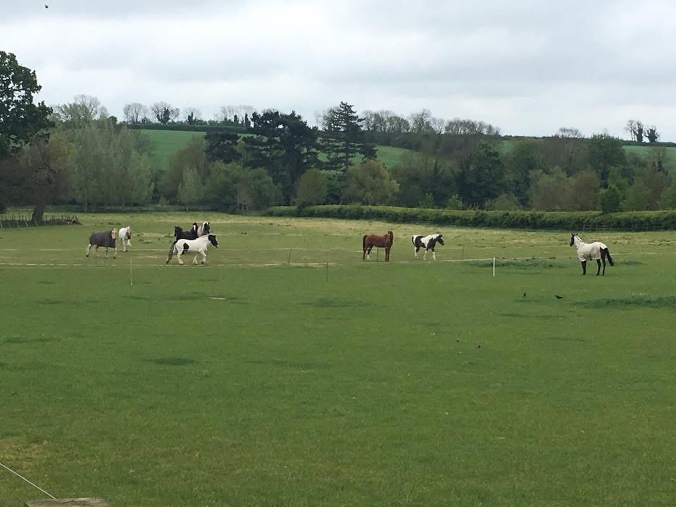 Park Farm Stud Livery