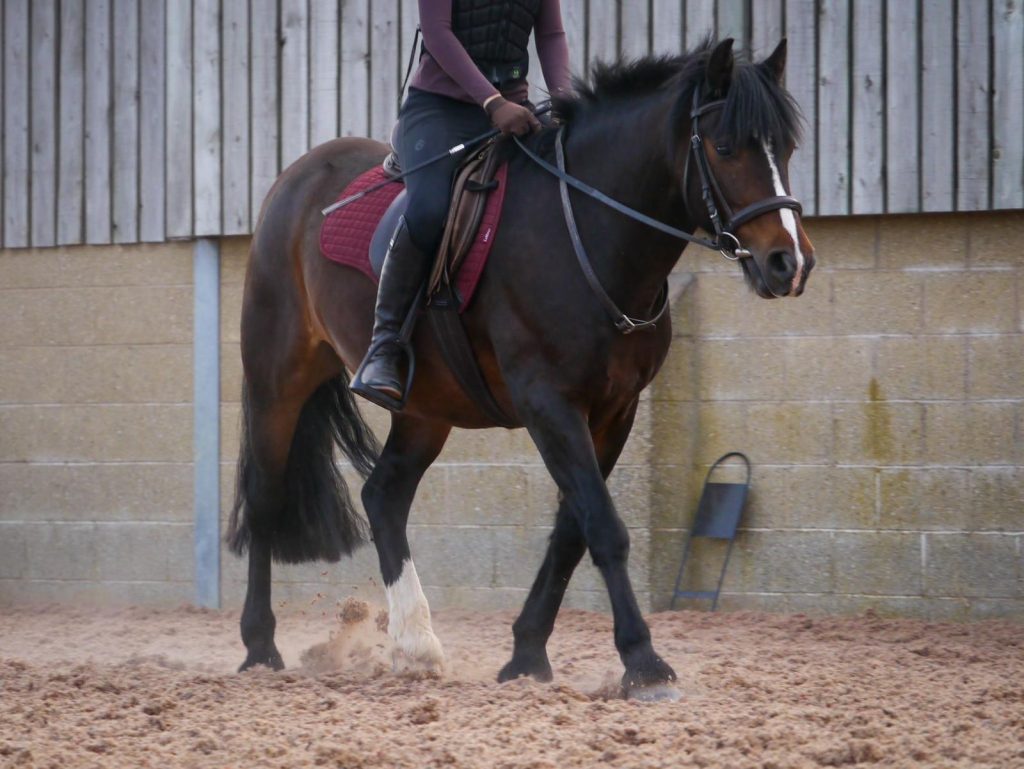 Almond Equestrian Academy CIC