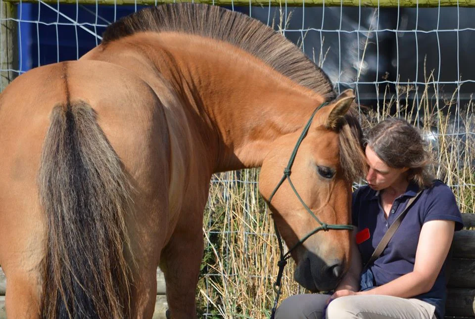 Pioneer Equestrian Coaching