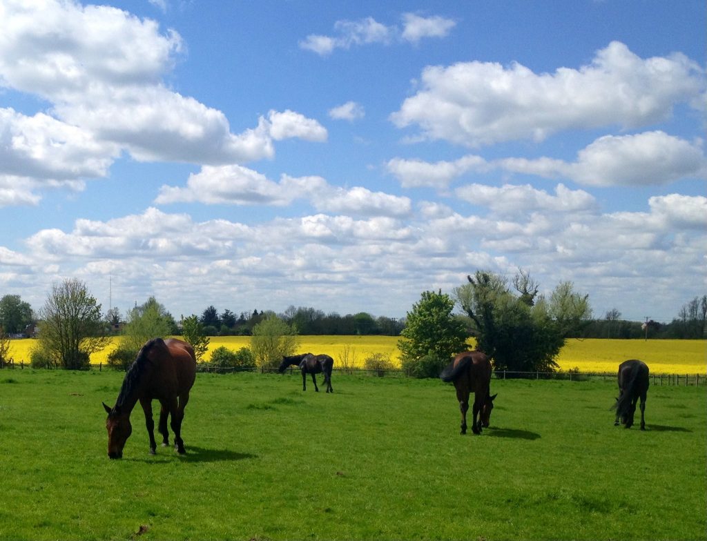 South Cambs Equestrian Centre