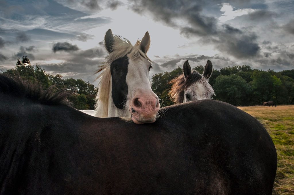 Kingsmead Equestrian Centre