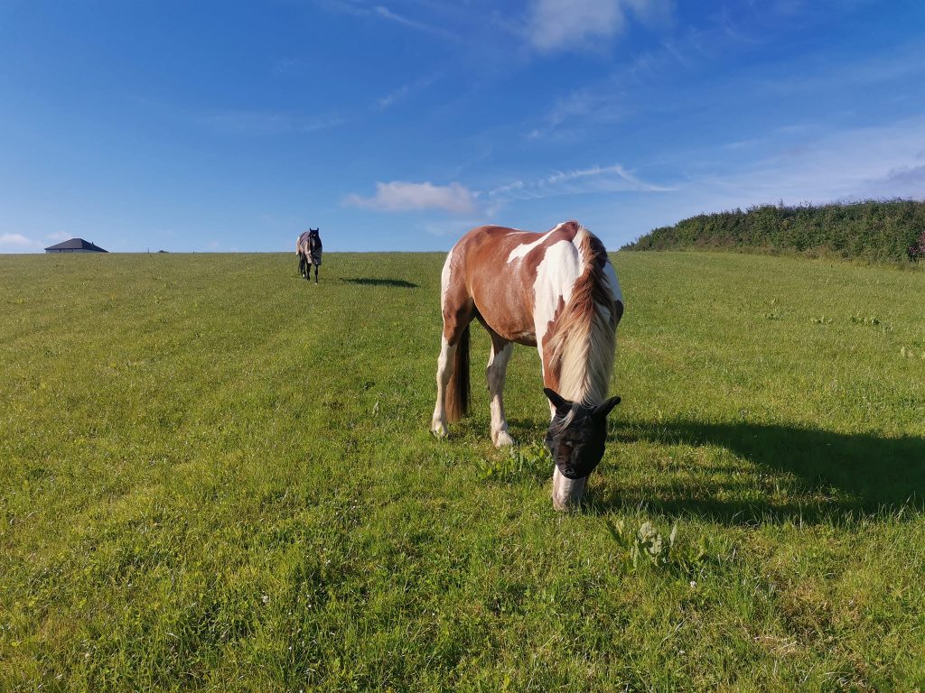 Penmeneth Meadow (Katy Malone Livery & Coaching)