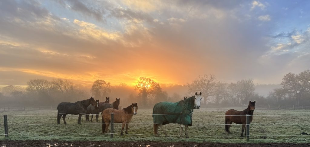 Strength and Learning Through Horses – Track Livery