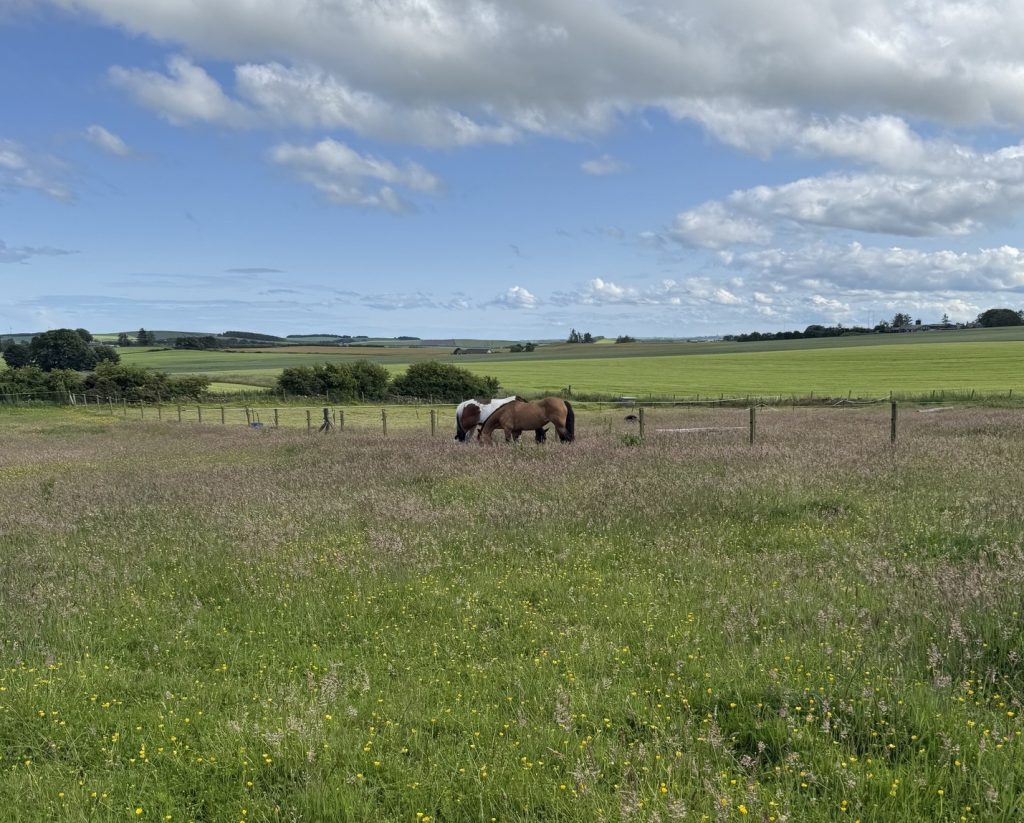 Deeside Trot and Stay