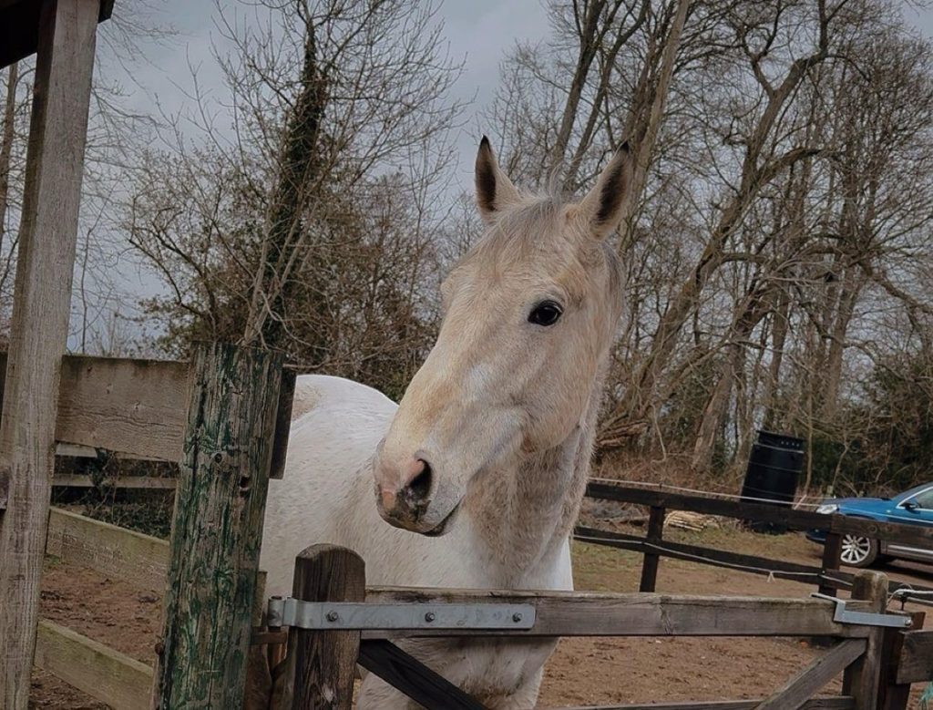 West Grange Stables