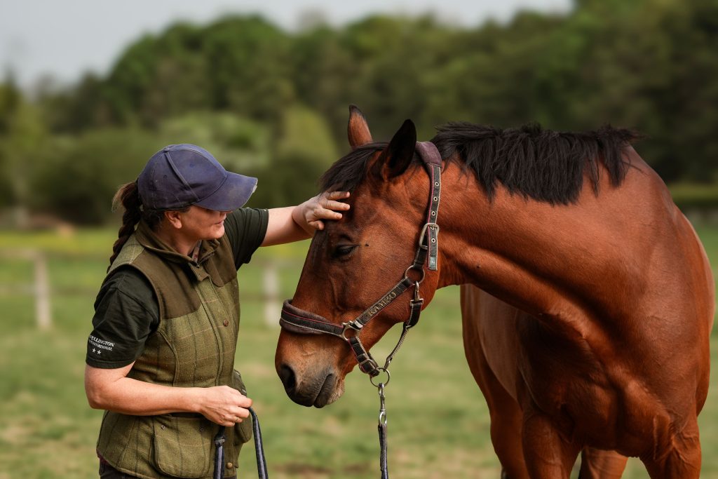 KM Sport Horses