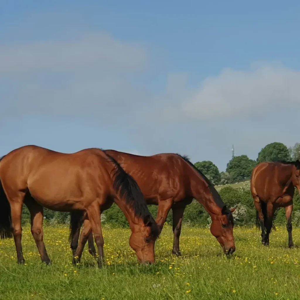 Outwith Horses