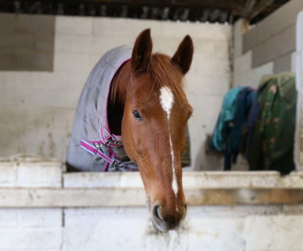 Manchester Equestrian Riding Centre