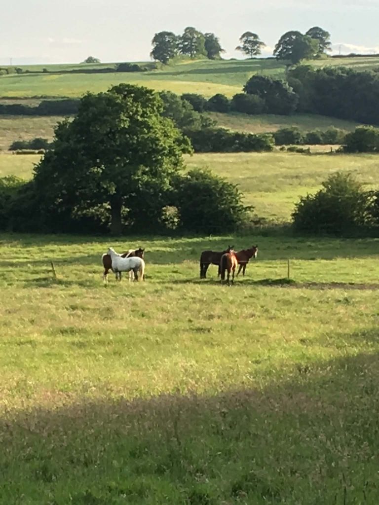 Equine Choices