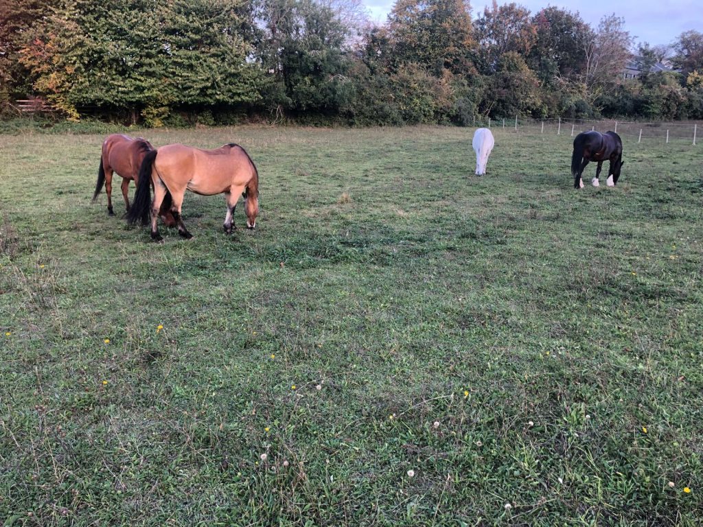 DIY Grass Livery Epsom