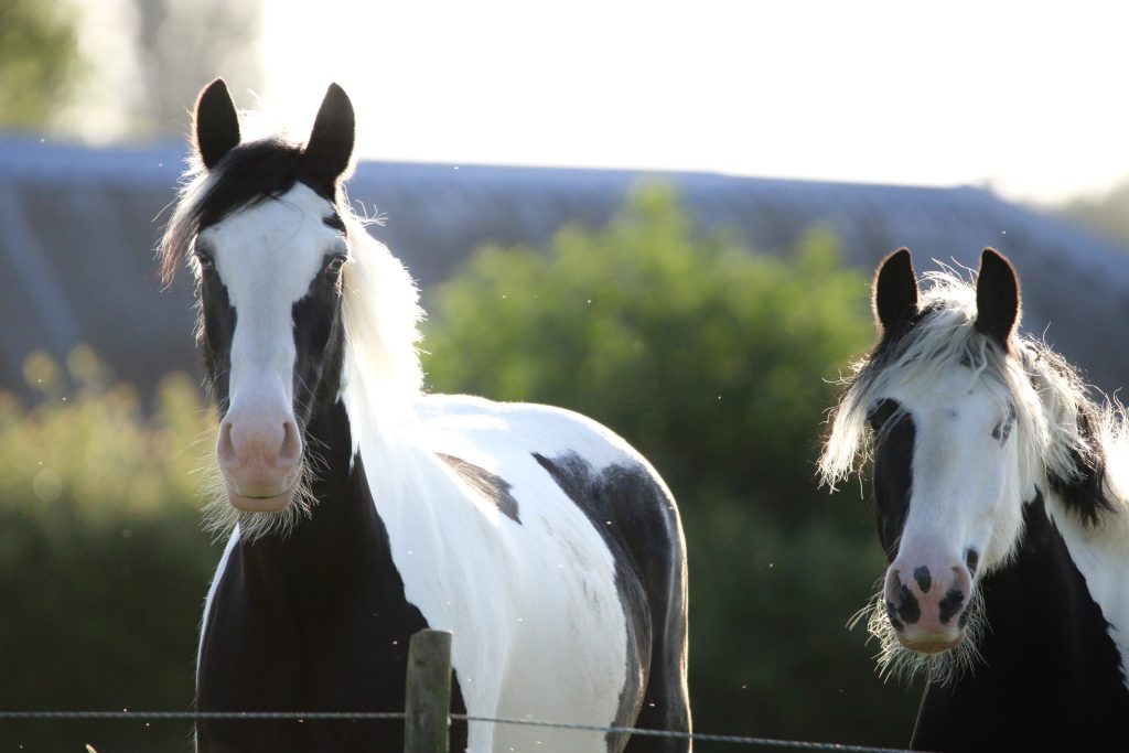 Witcham Equestrian Centre