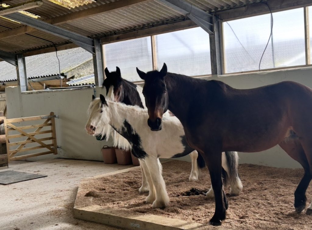 Healthy Hooves Equine