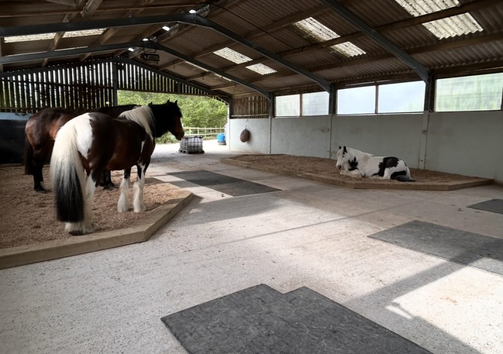 Healthy Hooves Equine